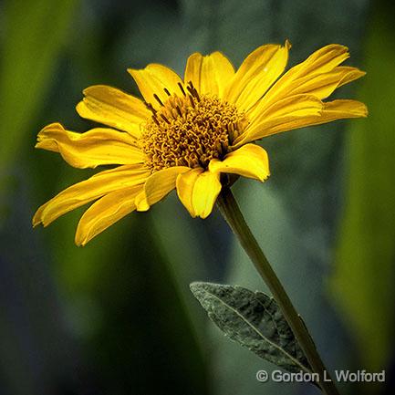 Yellow Flower_DSCF06545.jpg - Photographed at Smiths Falls, Ontario, Canada.